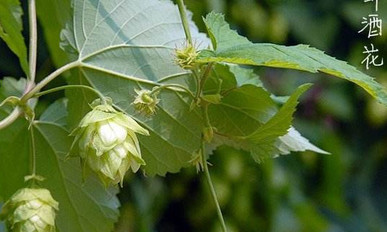 懷比洛啤酒花小程序定制開(kāi)發(fā)